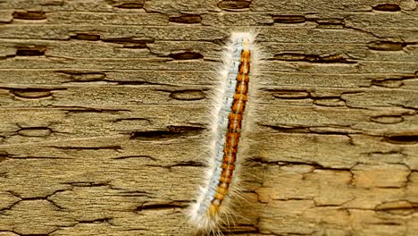 extreme macro close up and extreme slow motion of a western tent caterpillar moth walking on a wood railing and you can see the detail on his back