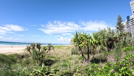 beachfront scene with plants and distant building