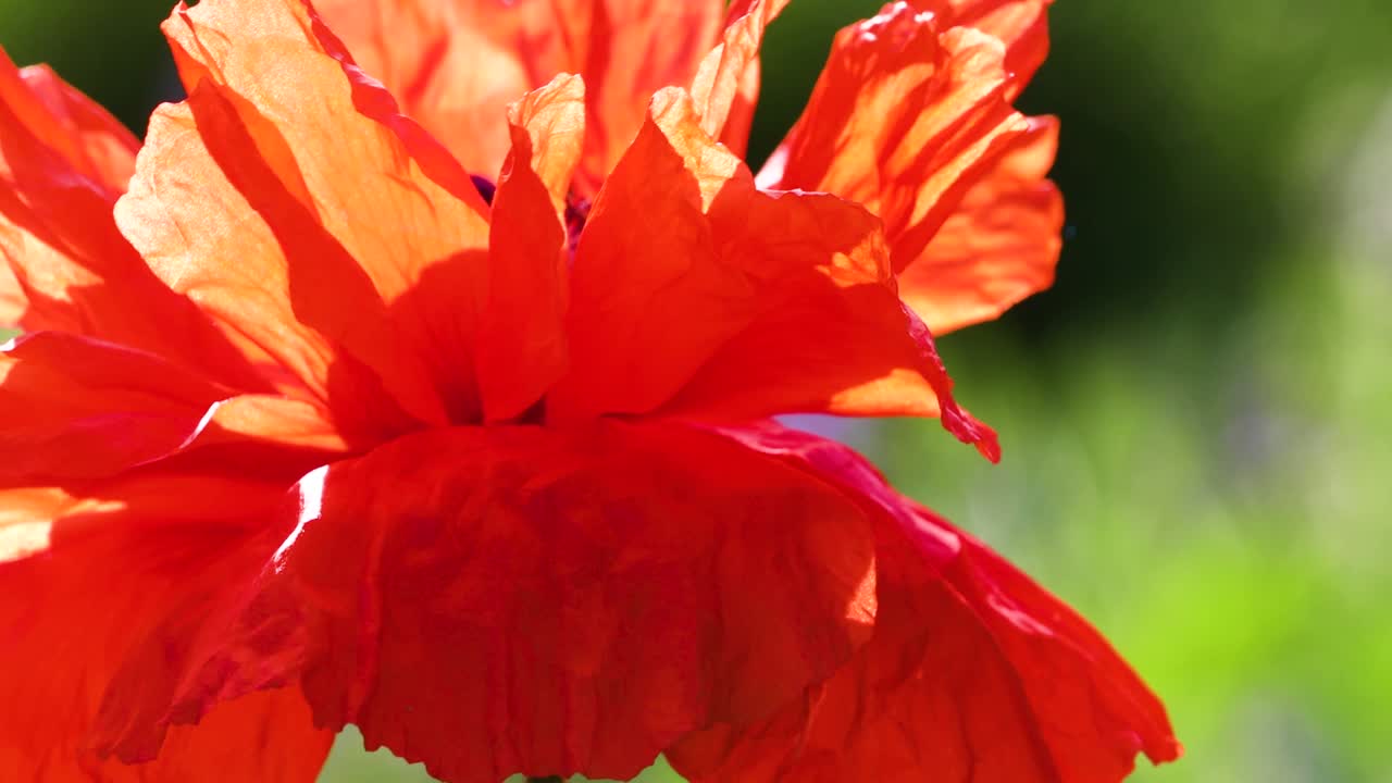 beautiful red poppy flower close up as a symbol of remembrance and invincibility