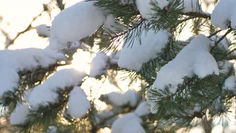 晴天下雪躺在松树枝上