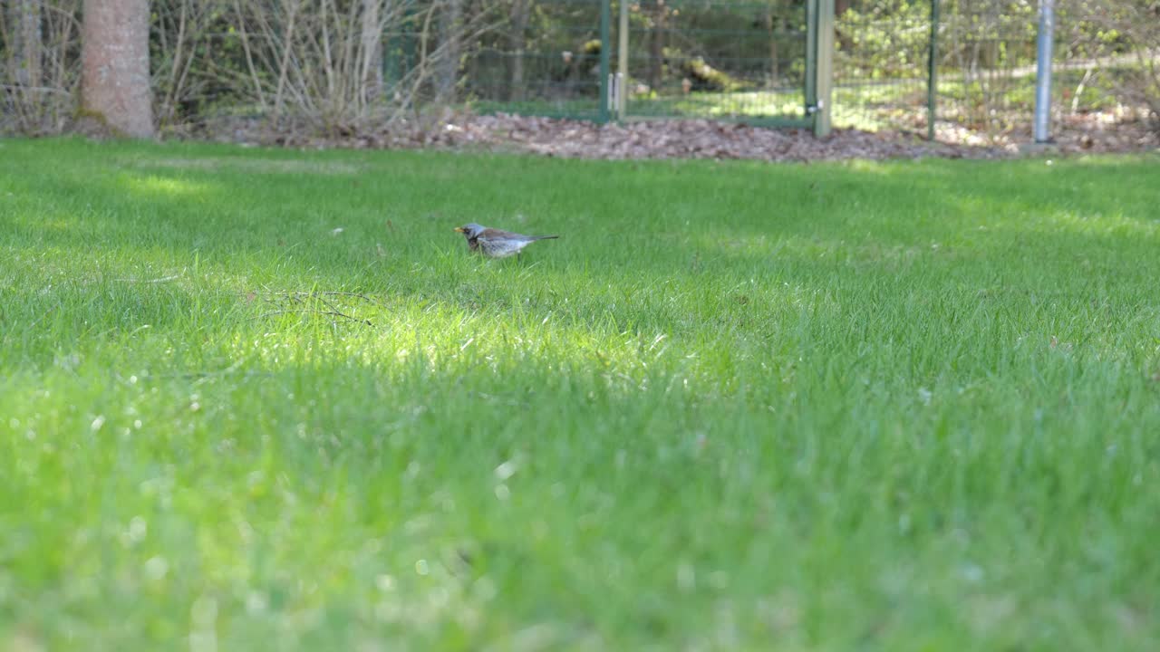 Fieldfare (Turdus pilaris) searches for food in the grass. Birds in nature.