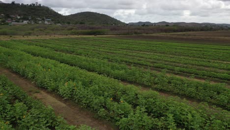 Aerial-Drone-footage-of-a-sunflower-field