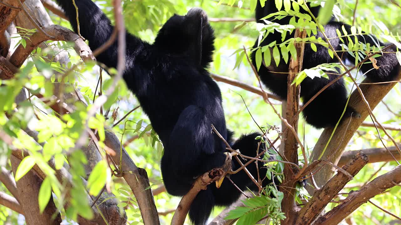 gibones trepando e interactuando en las ramas de los árboles