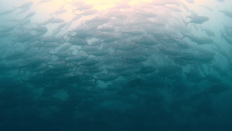 slow motion of huge school of bigeye trevally swimming underwater (caranx sexfasciatus).