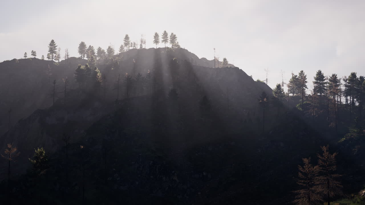 카르파티아 산맥의 높은 산맥을 배경으로 아름다운 소나무