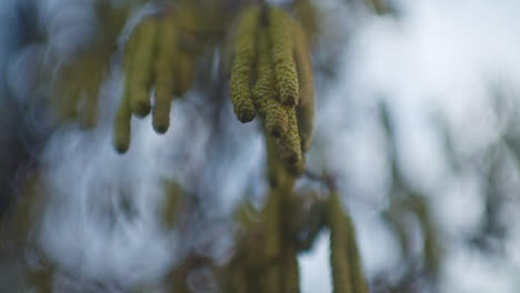 Looking-up-into-a-blooming-hazelnut-tree-in-early-spring