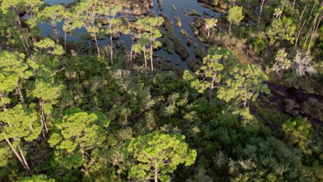 aerial over dense pine and native florida forests and marshes