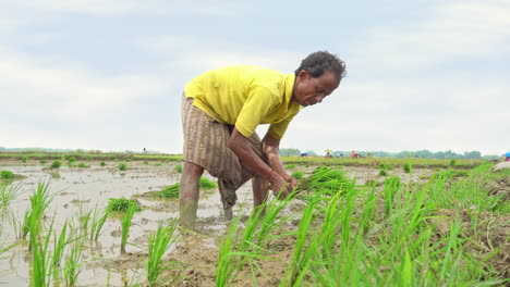 an asian old aged farmer transplanting rice sprouts in plowed field in the open sky