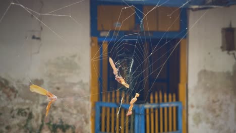 Cobweb-in-front-of-empty-house