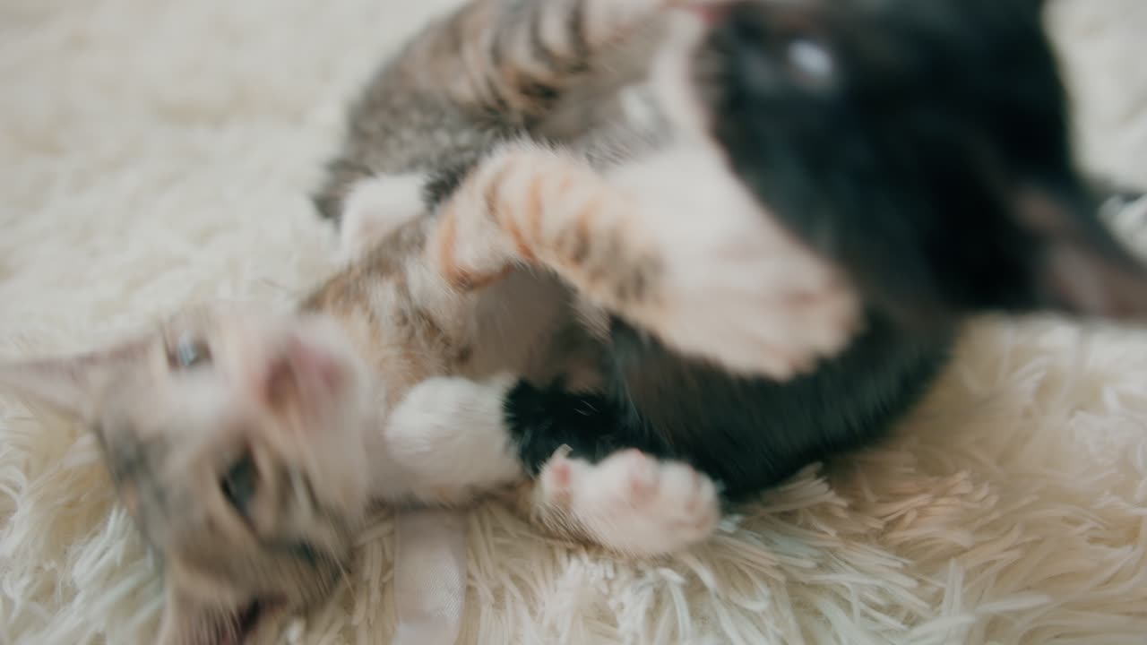 Two Kittens Playing