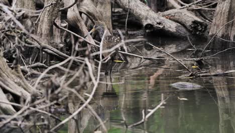 pájaro limpkin cazando caracoles y almejas para comer en un río pantanoso