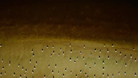 water birds on the baltic sea during low tide in poland