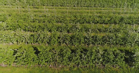 Huerto-De-Manzanas-En-Agosto-Aérea-Disparar-7