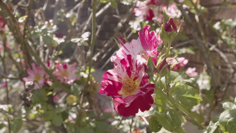 Still-shot-of-pink-and-white-tiger-roses-in-a-flower-garden-natural-beauty