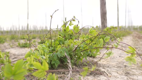 Toda-La-Planta-De-Lúpulo-O-Vid-En-Sus-Primeras-Etapas-Antes-De-Encadenar-En-Mayo-En-El-Sureste-De-Inglaterra