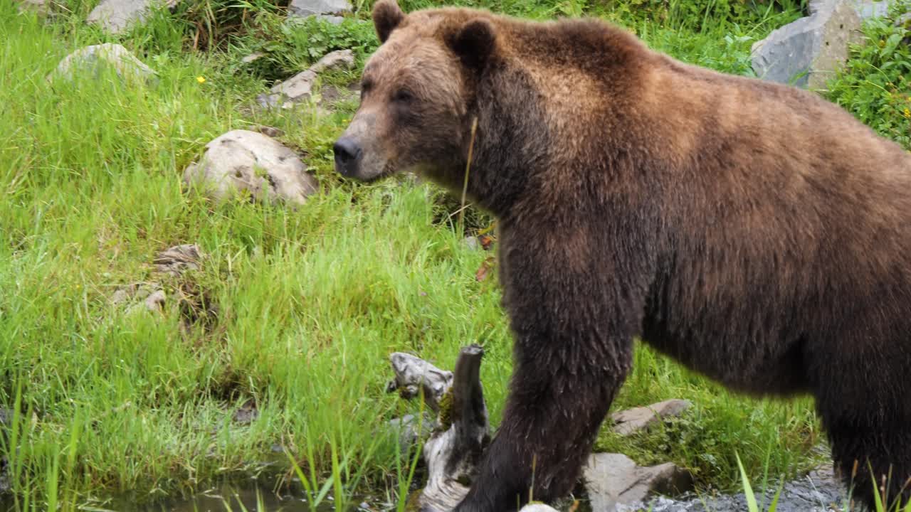 oso marrón hembra caminando lentamente en las aguas poco profundas de un estanque de alaska
