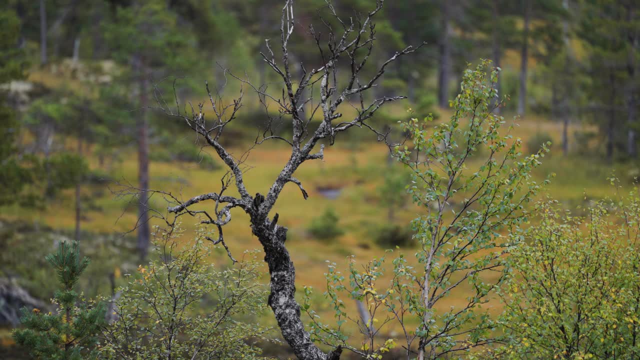Autumn tundra landscape. Twisted and gnarled leafless birch tree surrounded by the early autumn landscape in Norwegian tundra.