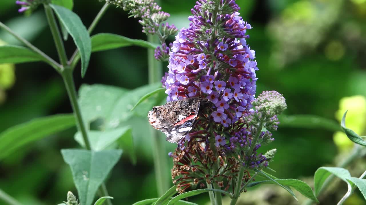 Painted Lady butterfly showing its closed wings