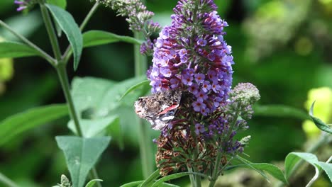 painted lady butterfly showing its closed wings