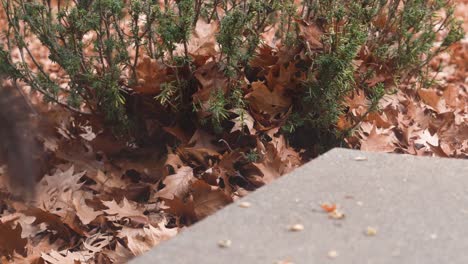 A-squirrel-leaping-out-of-frame-after-munching-on-some-seeds