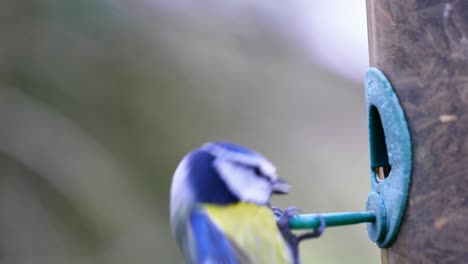 4K-Zeitlupenaufnahme-Von-Vögeln,-Die-Auf-Einem-Vogelfutterhäuschen-Landen-Und-Samen-Aus-Nächster-Nähe-Essen