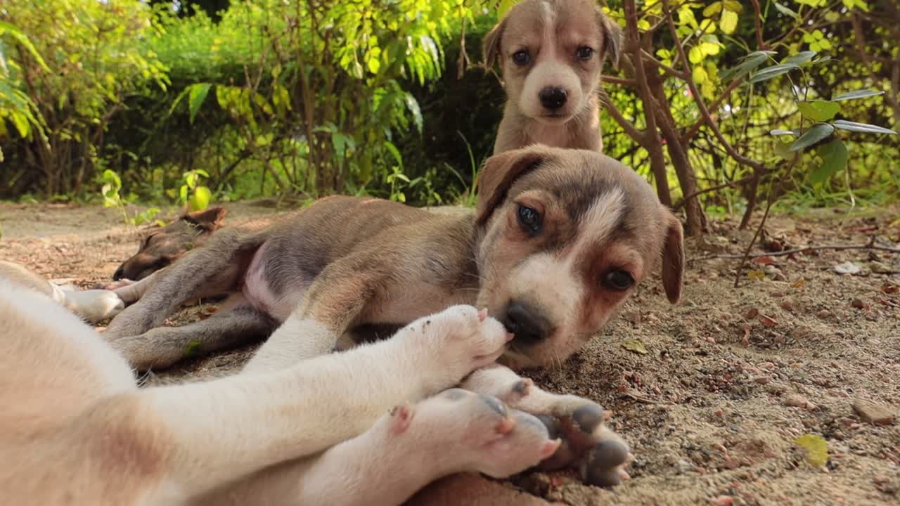 Homeless puppies on the streets of the city.