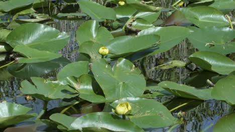 slow motion tilting up close up shot of a large cluster of green lily pads with yellow flowers surrounded by mangroves in the murky florida everglades near miami on a warm summer day