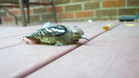 injured woodpecker laying on wooden deck - moving camera