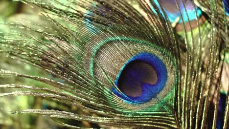 cerca de los ojos" en la pluma de pavo real.