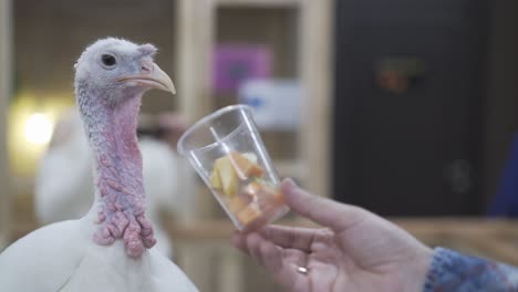 somebody feeds a sick turkey from plastic cup