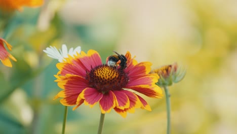 Ballet-De-Abejorros-Sobre-Una-Flor-De-Escarapela,-Una-Danza-Fascinante-De-La-Polinización-De-La-Naturaleza-En-Un-Jardín-Vibrante