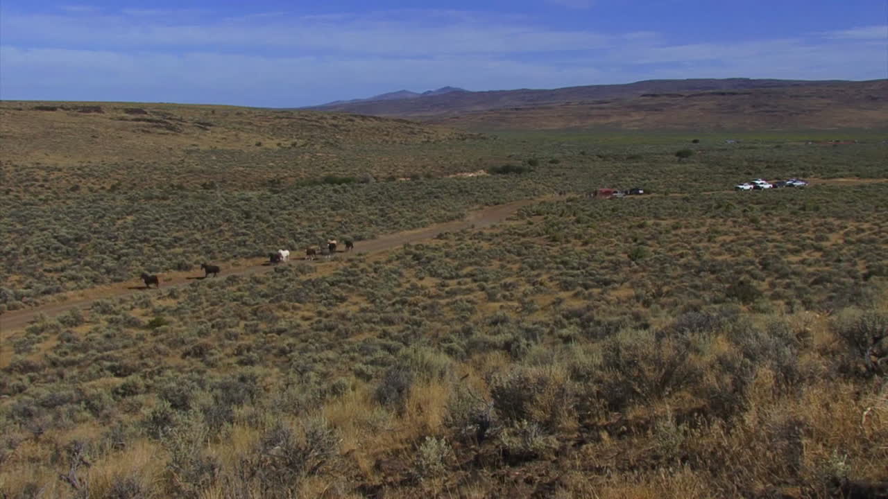 토지 관리국은 야생마를 야생으로 풀어줍니다 3