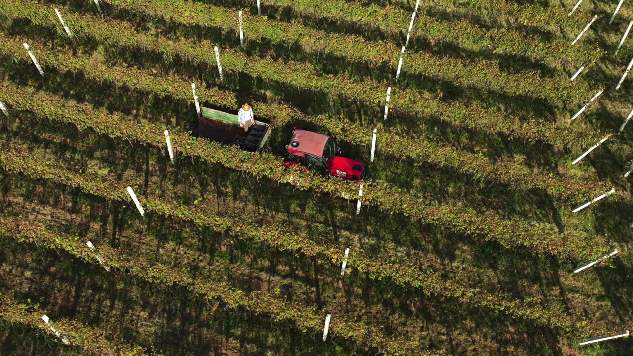 Harvesting Grapes in Vineyard with Tractor