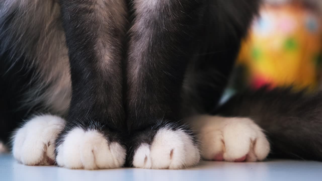 primer plano de las patas de un gato
