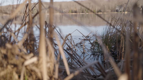 foliage in a frozen lake in pennsylvania