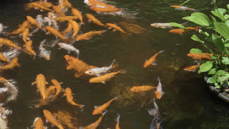 flock of exotic koi fishes bustling swimming in japanese pond in slow motion