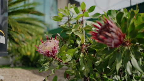 blooming protea flowers with green leaves in an outdoor garden setting