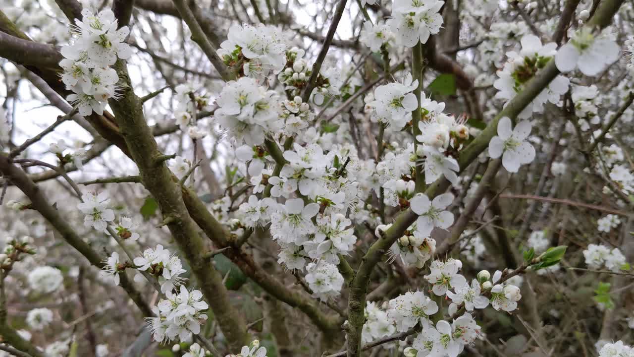 arbusto endrino, una especie de prunus con pequeñas flores blancas a principios de la primavera se encuentra entre los primeros arbustos florecientes en irlanda