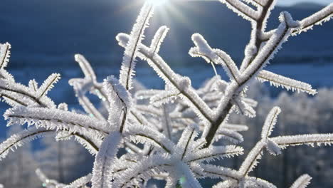 glistening hoarfrost on branches in winter sunlight