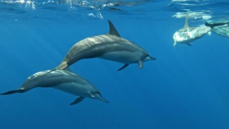 a dolphin pod swimming calmly in serene bright blue ocean waters