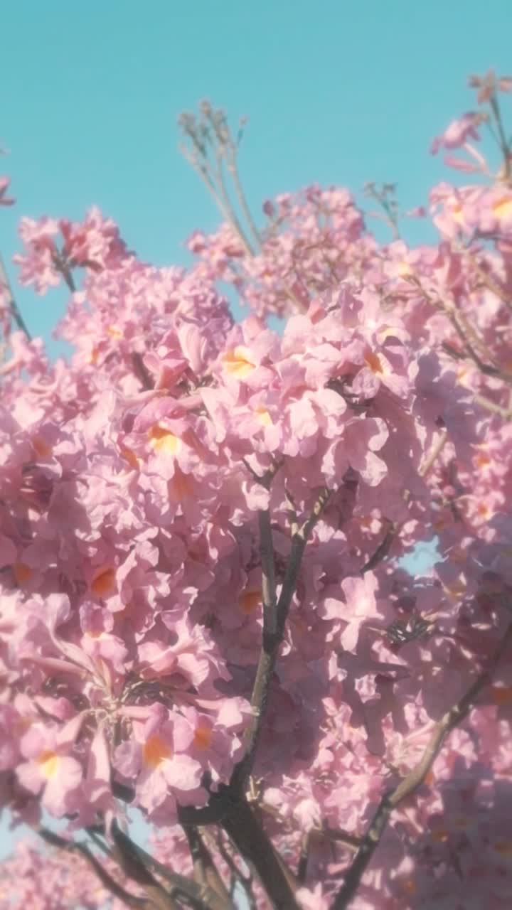 Vibrant Pink Flowers on a Tree Under a Clear Blue Sky