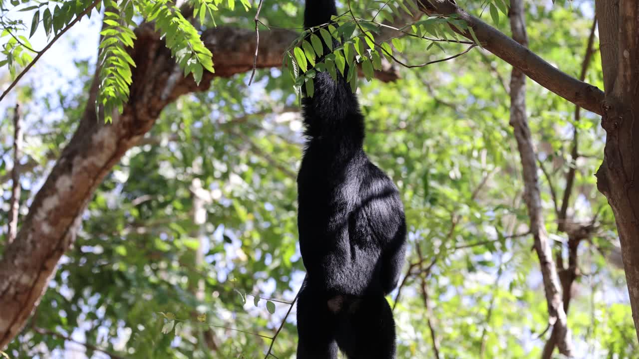 mono negro colgado de un árbol