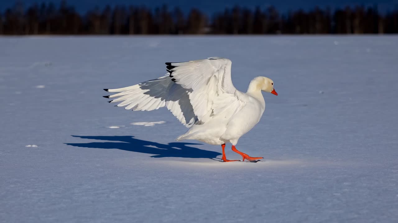 A solitary white goose stands on a snowy field, captured from a low-angle, creating a serene