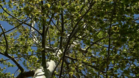 Bushes-of-birch-tree-in-a-wind-with-blue-background