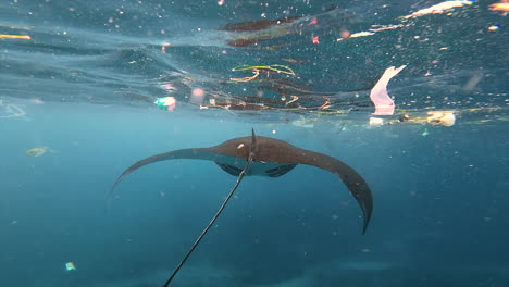 vista submarina de la manta ray nadando en un océano contaminado con desechos plásticos flotando, indonesia