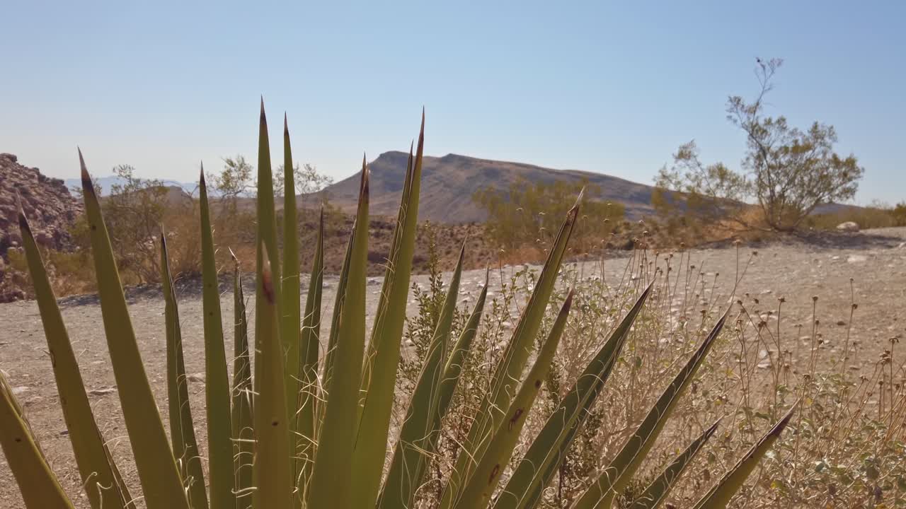Spanish Dagger plant view with red sandstone peak in background from Nevada