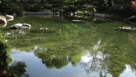 Korean-Temple-Garden-In-Autumn---Fish-Swimming-On-Mossy-Pond-With-Surrounding-Green-Nature---Medium-Shot,-Static