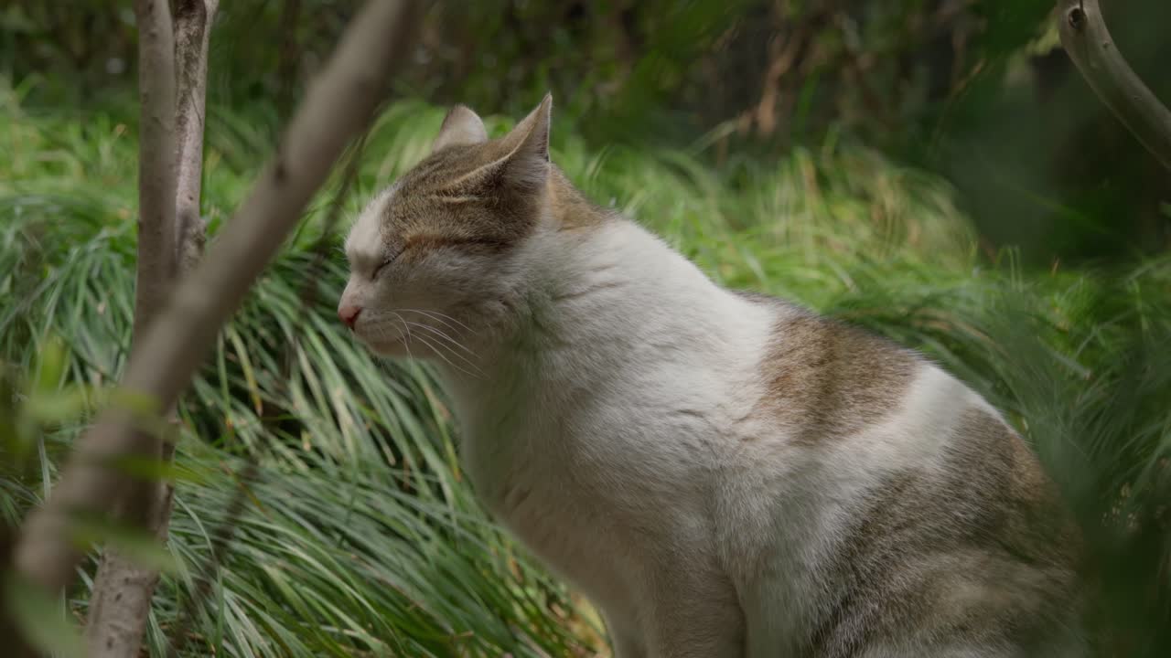 Un gatto bianco e tigrato inizia a pulirsi.