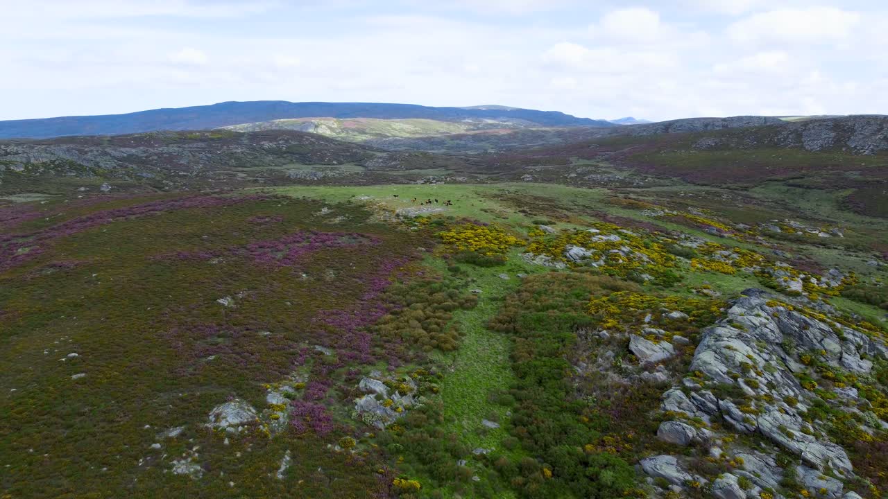 rebaño de ganado pastando en la cima de la colina en sierra segundera zamora españa