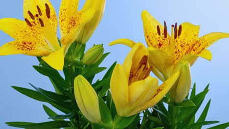 macro time lapse blooming yellow orienpet lily flower, isolated on blue background close-up